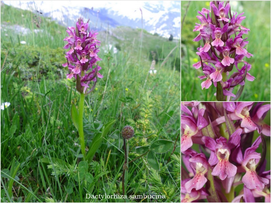 Orchis spitzelii ele altre - Passo Godi  (LAquila)  maggio e giugno 2017